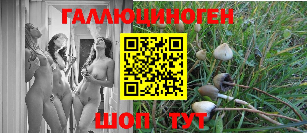 Псилоцибиновые грибы Cubensis Новозыбков